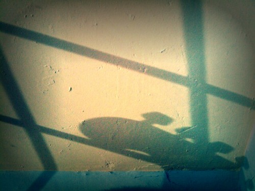 Head Shadow
