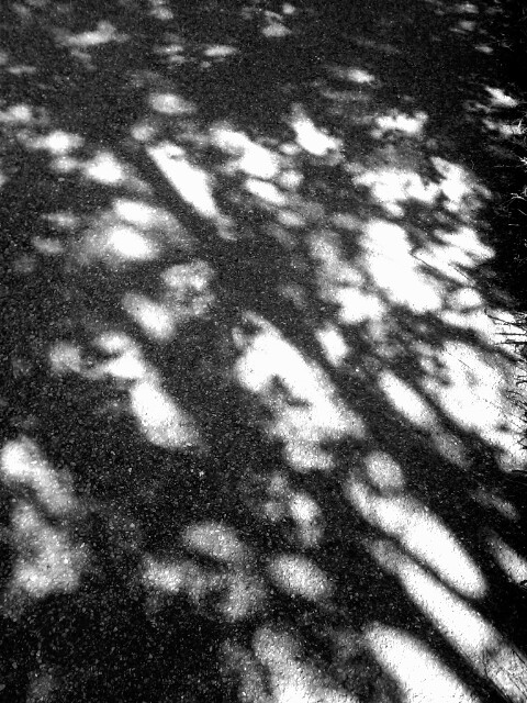 Resting in the Shade