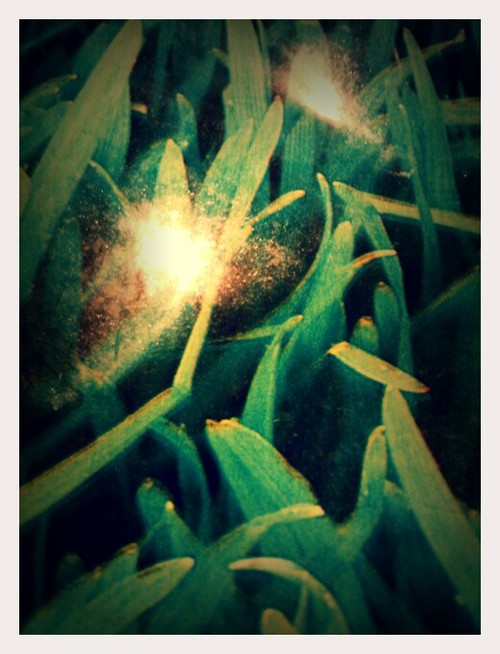 Something Unknown Lives in the Grass