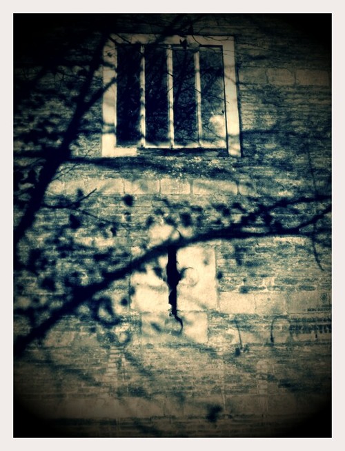 Windows With Tree Shadow