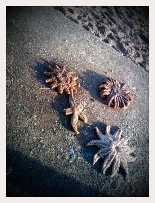 Starfish