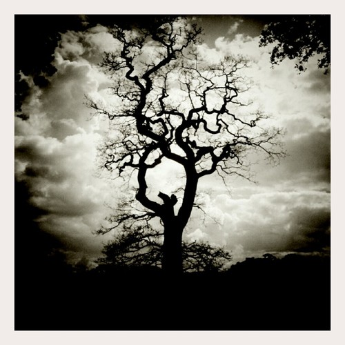 Just Another Bloody Tree