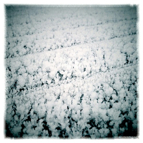 From Above the Forest