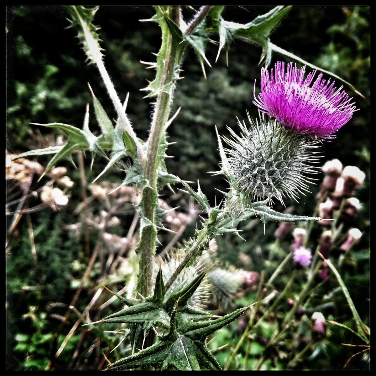 Yup. Totally in Scotland...