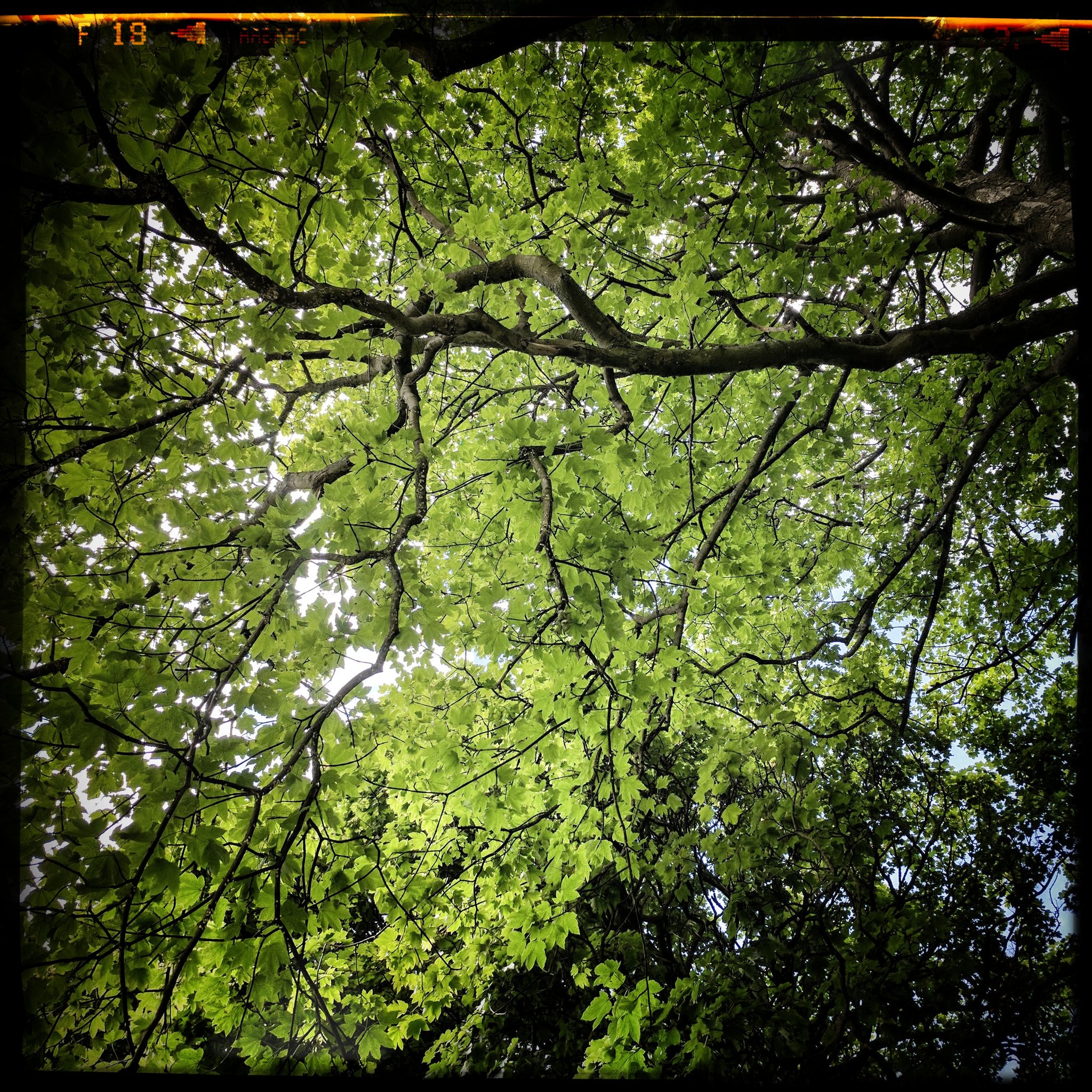 Under the next, as she drums