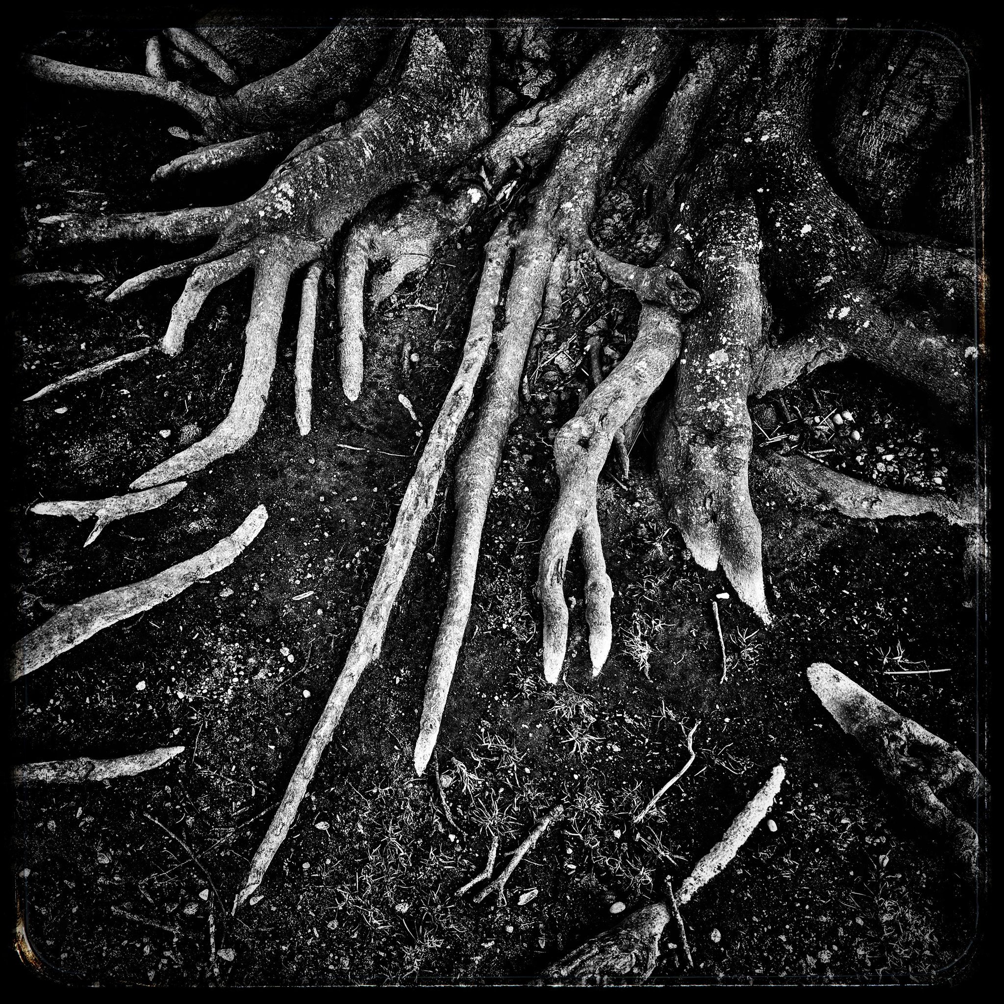 Roots