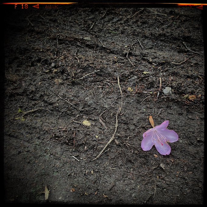 And his teargas happiness