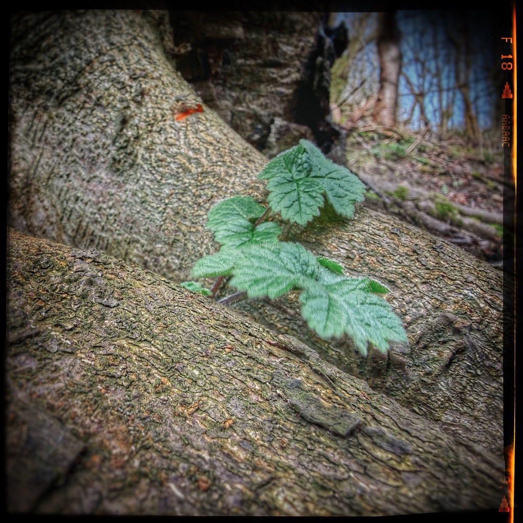 Our thoughts compressed